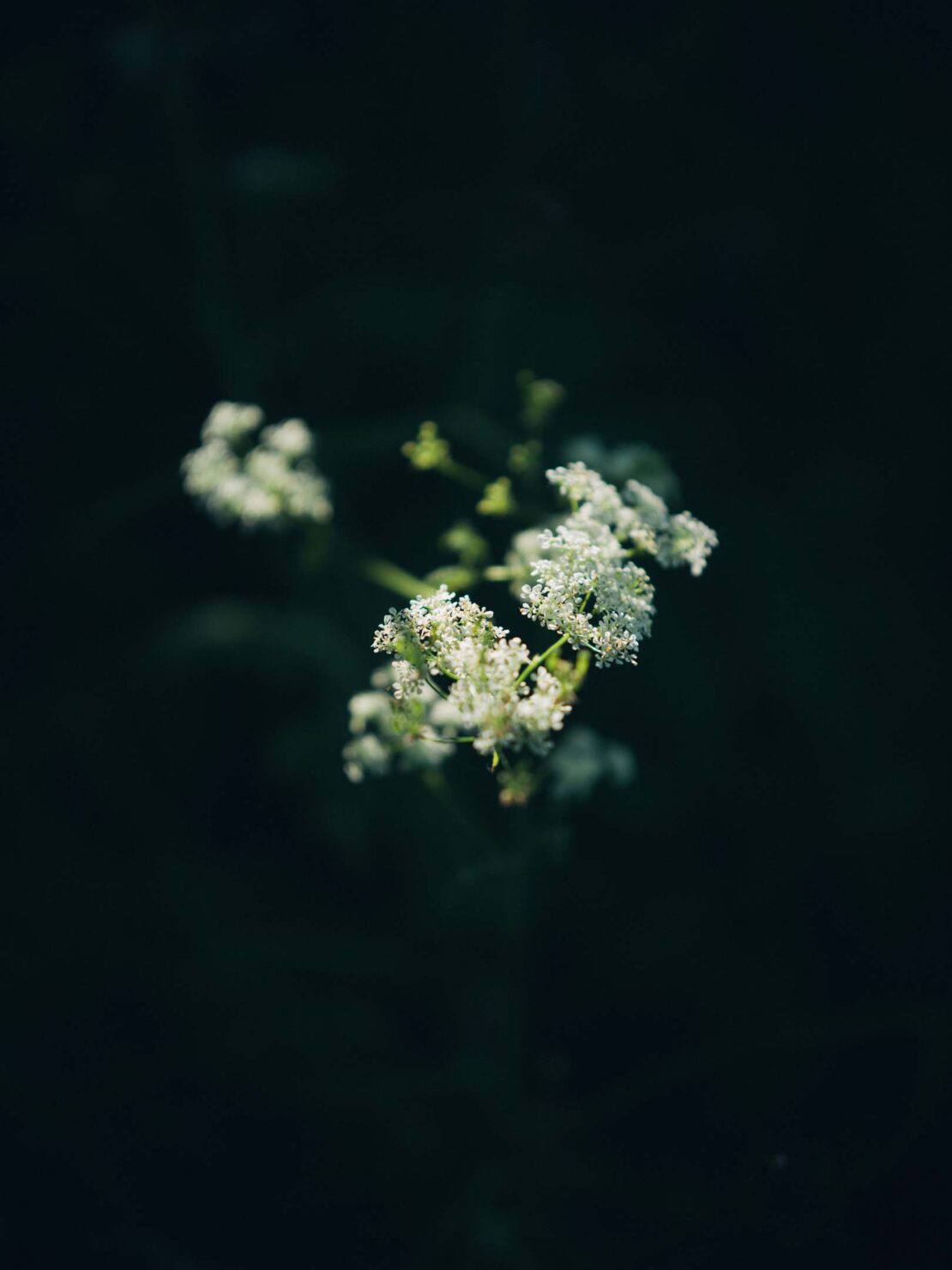 Close-up of white wildflowers with tiny clusters of blooms, contrasted against a deep green and black background, creating soft lighting.