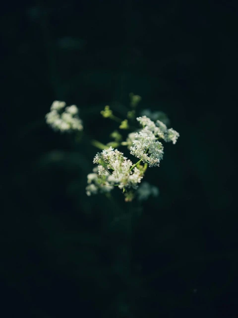 Close-up of white wildflowers with tiny clusters of blooms, contrasted against a deep green and black background, creating soft lighting.