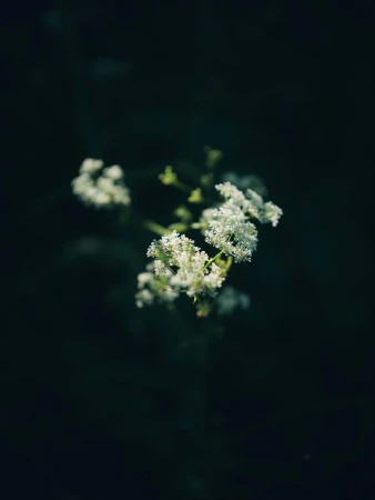 Close-up of white wildflowers with tiny clusters of blooms, contrasted against a deep green and black background, creating soft lighting.