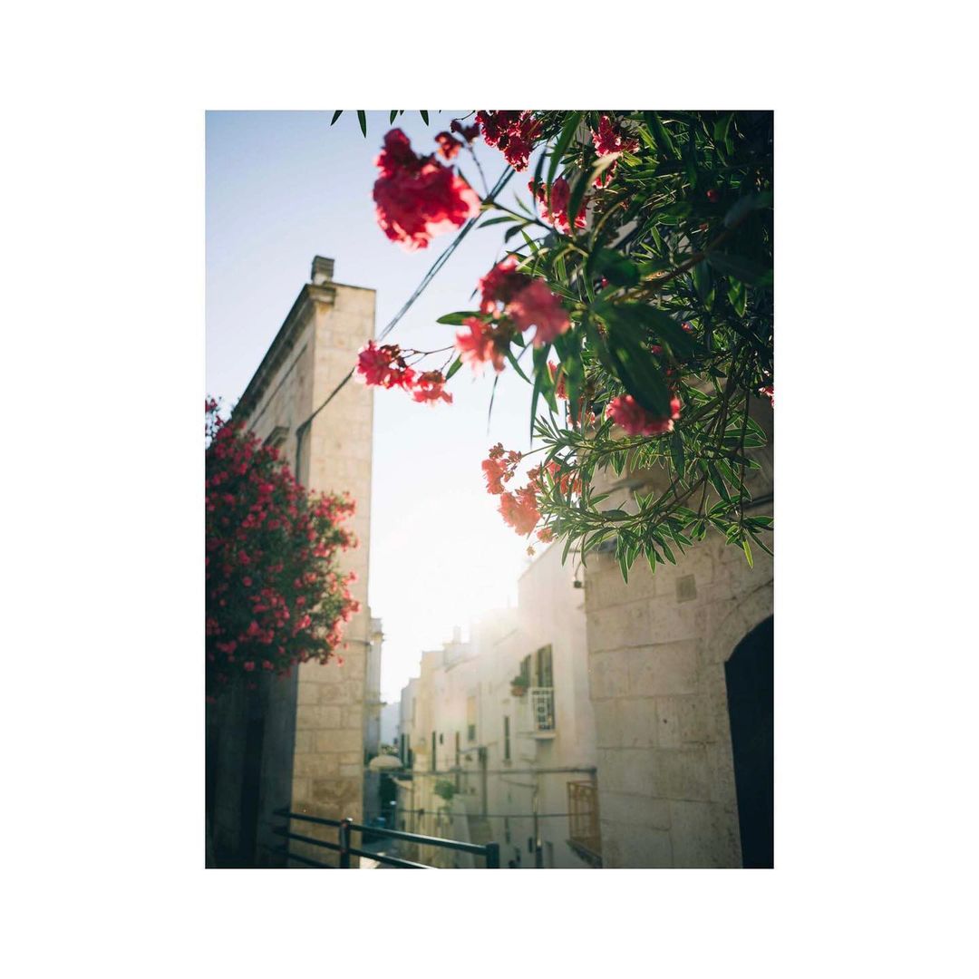 Eye-level view of buildings lining a narrow street, partially obscured by bougainvillea flowers and greenery, under bright sunlight.