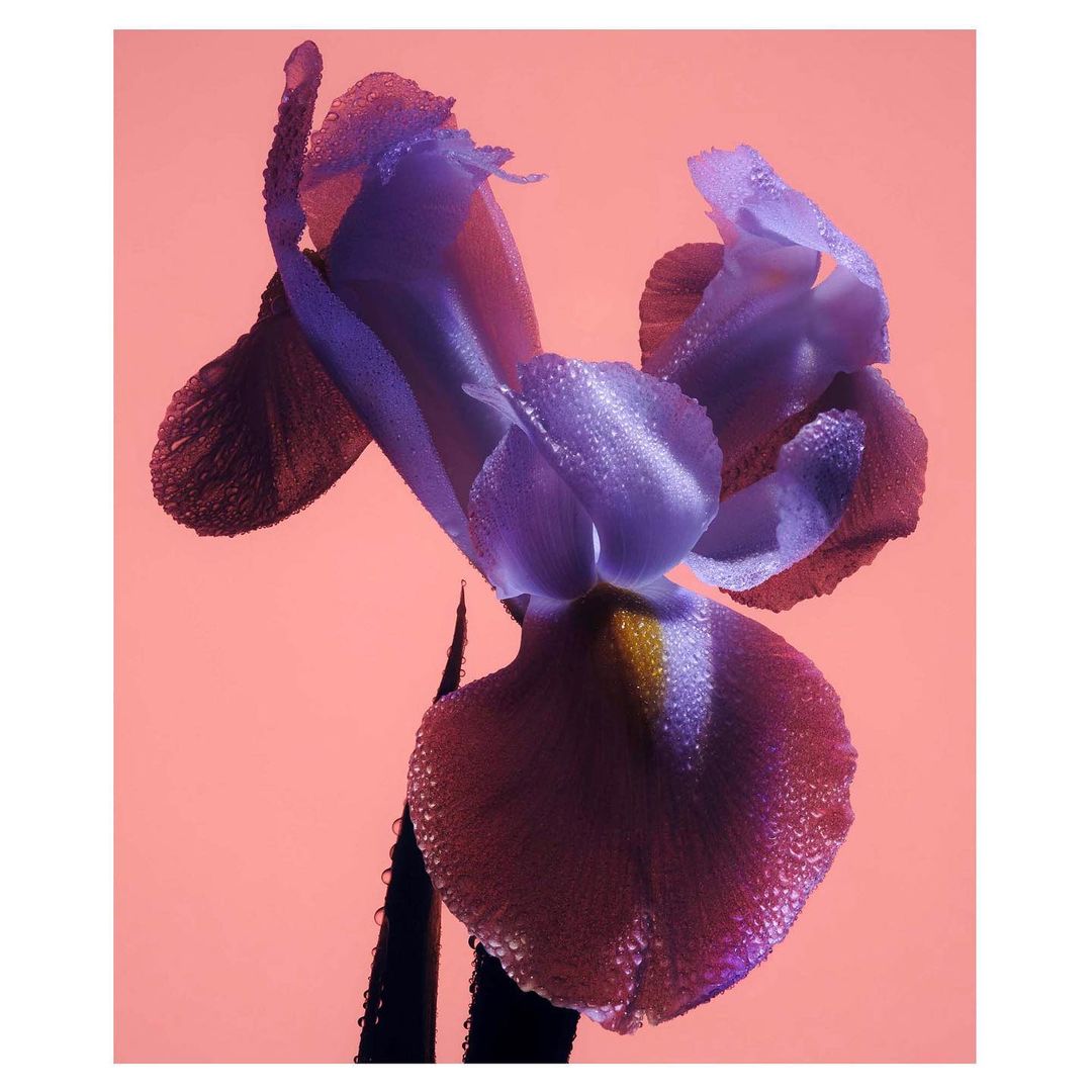 Close-up of a purple iris flower with water droplets against a salmon background. Floral photography with visible textures and botanical details.