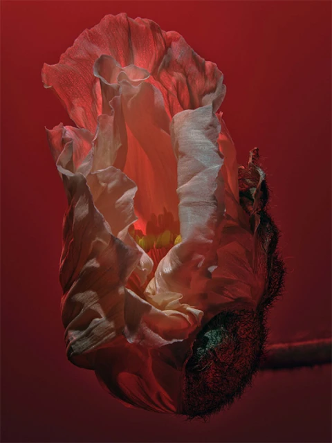 Close-up photo of a single white poppy flower bud against a dark red background, highlighting the delicate petals and texture.