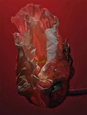 Close-up photo of a single white poppy flower bud against a dark red background, highlighting the delicate petals and texture.