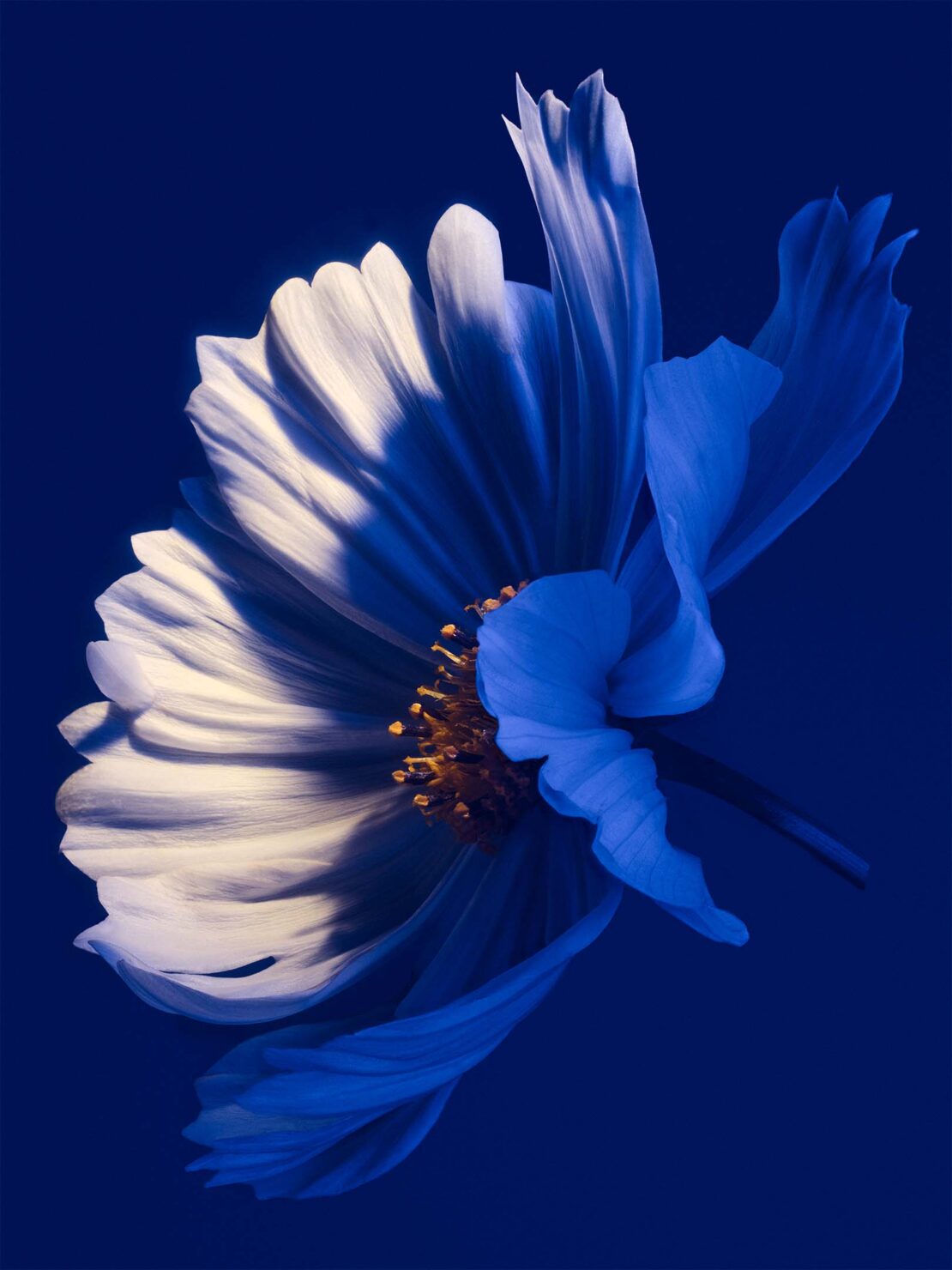 Close-up macro shot of a single white and blue flower against a solid dark blue background by Sam Hofman.