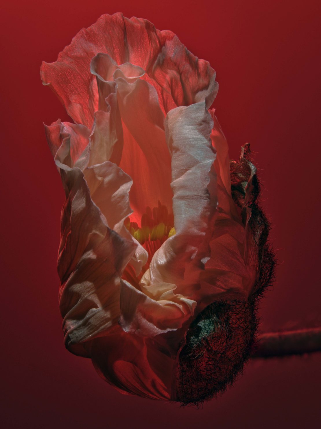 A close-up studio shot showcases a partially open poppy flower, its delicate petals illuminated by a warm, red glow, set against a solid background.