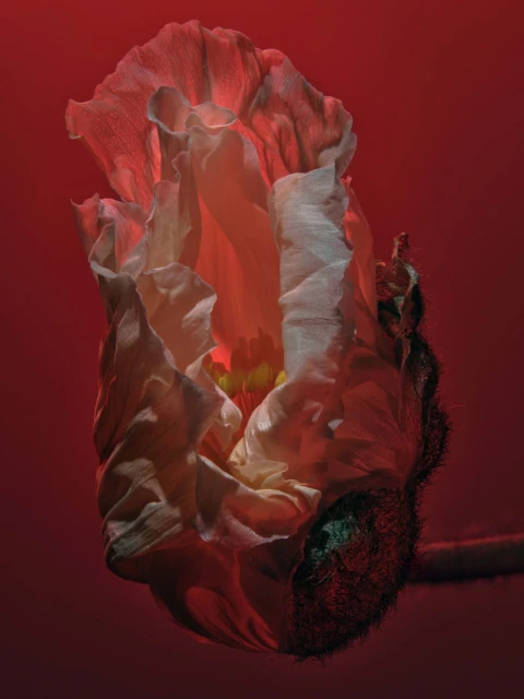 A close-up studio shot showcases a partially open poppy flower, its delicate petals illuminated by a warm, red glow, set against a solid background.