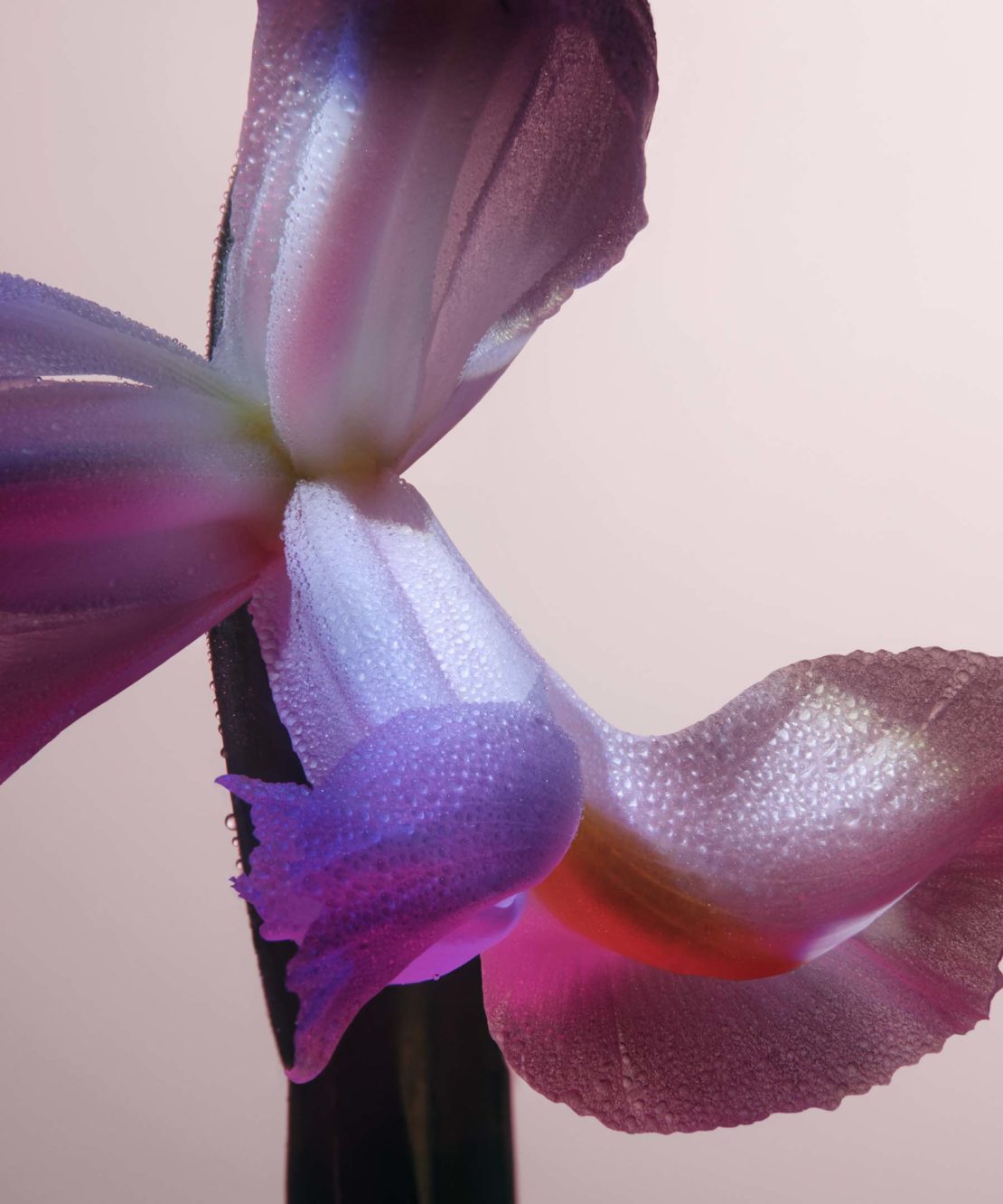 Close-up photograph of a violet and white iris with water droplets on the petals, set against a soft pink background.