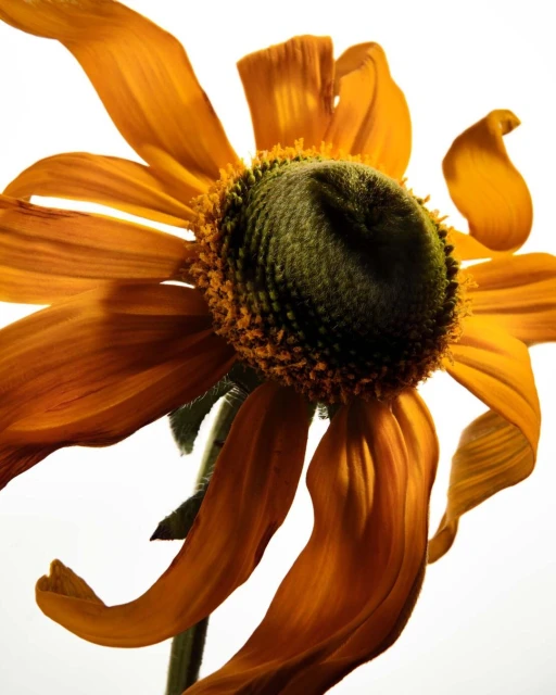 Close-up of a wilted yellow sunflower with a dark green center against a bright white background, showing signs of decay.