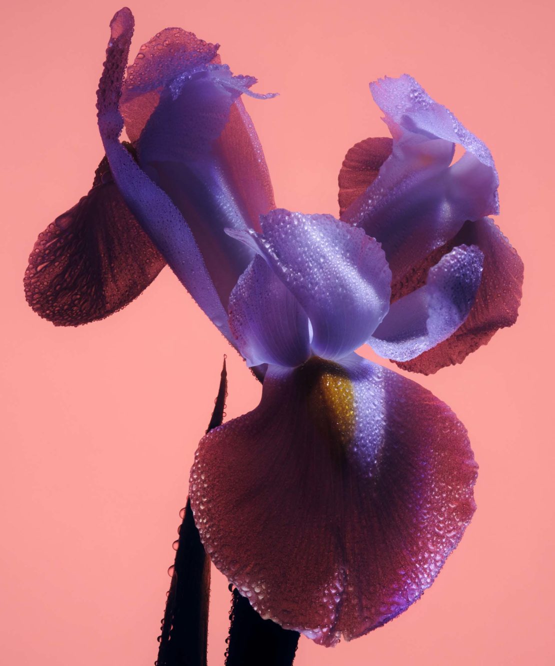 Close-up studio shot of an iris flower featuring purple and pink petals, dew drops, and a light pink backdrop.