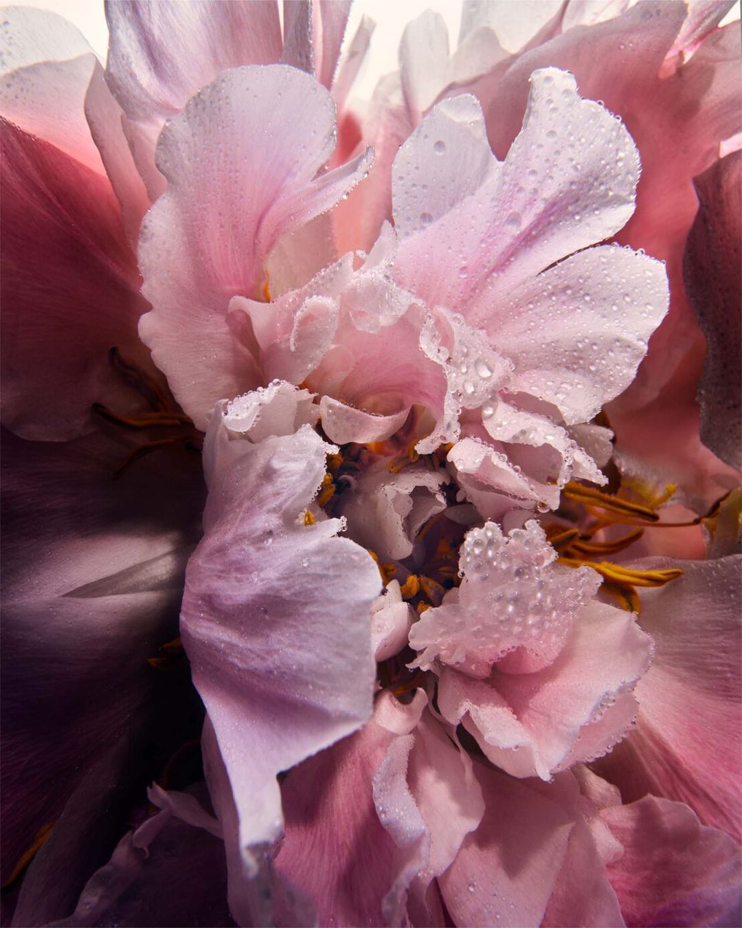 Macro photograph of a pink peony flower with water droplets on its petals, showcasing the delicate details and soft colors of the bloom.
