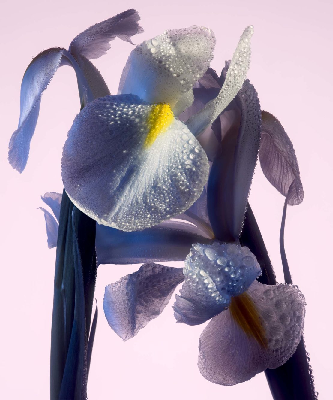 Macro shot of an iris flower with water droplets on the petals, set against a soft, light pink background in portrait orientation.