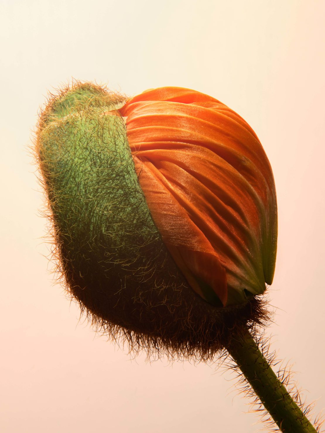 Close-up of a poppy bud with green and orange petals on a pale orange background, showing soft, natural light and floral details.