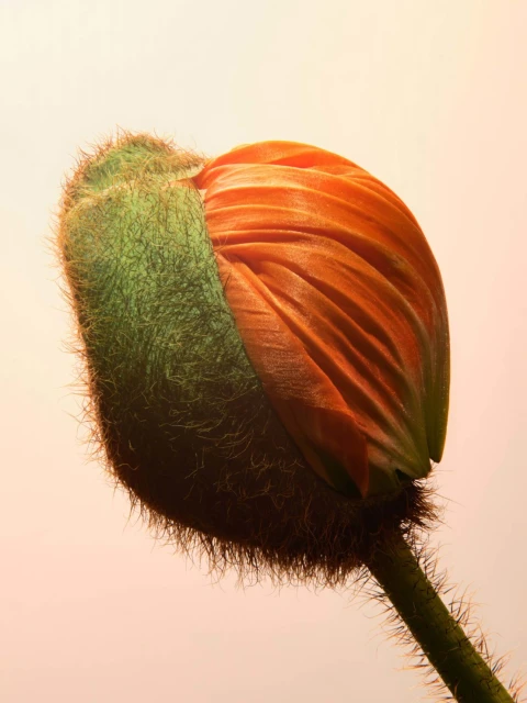 Close-up of a poppy bud with green and orange petals on a pale orange background, showing soft, natural light and floral details.