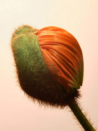 Close-up of a poppy bud with green and orange petals on a pale orange background, showing soft, natural light and floral details.