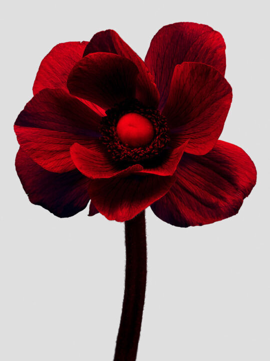 Close-up photo of a single, vibrant red anemone flower with delicate petals and a dark center, set against a neutral grey background.