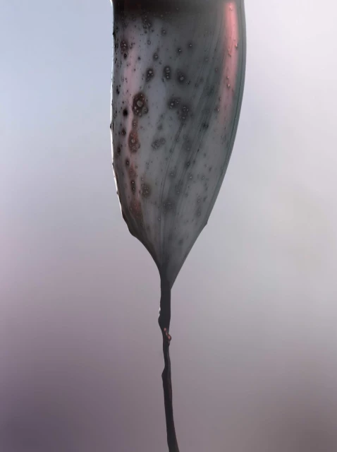 Artistic image of a gray, elongated form with dark spots, resembling liquid or melted wax, dripping from its end against a soft, blurry background.