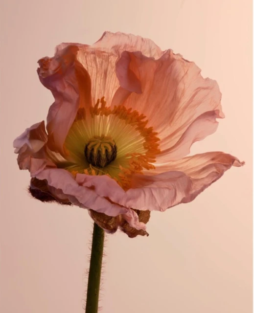 Close-up shot of a single poppy flower with salmon-colored petals and a yellow center, set against a soft pink background.
