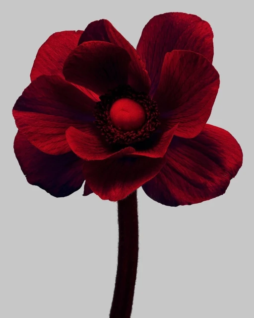 Dark red anemone flower in full bloom with a sturdy stem, set against a soft grey background, highlighting its bold color and shape.
