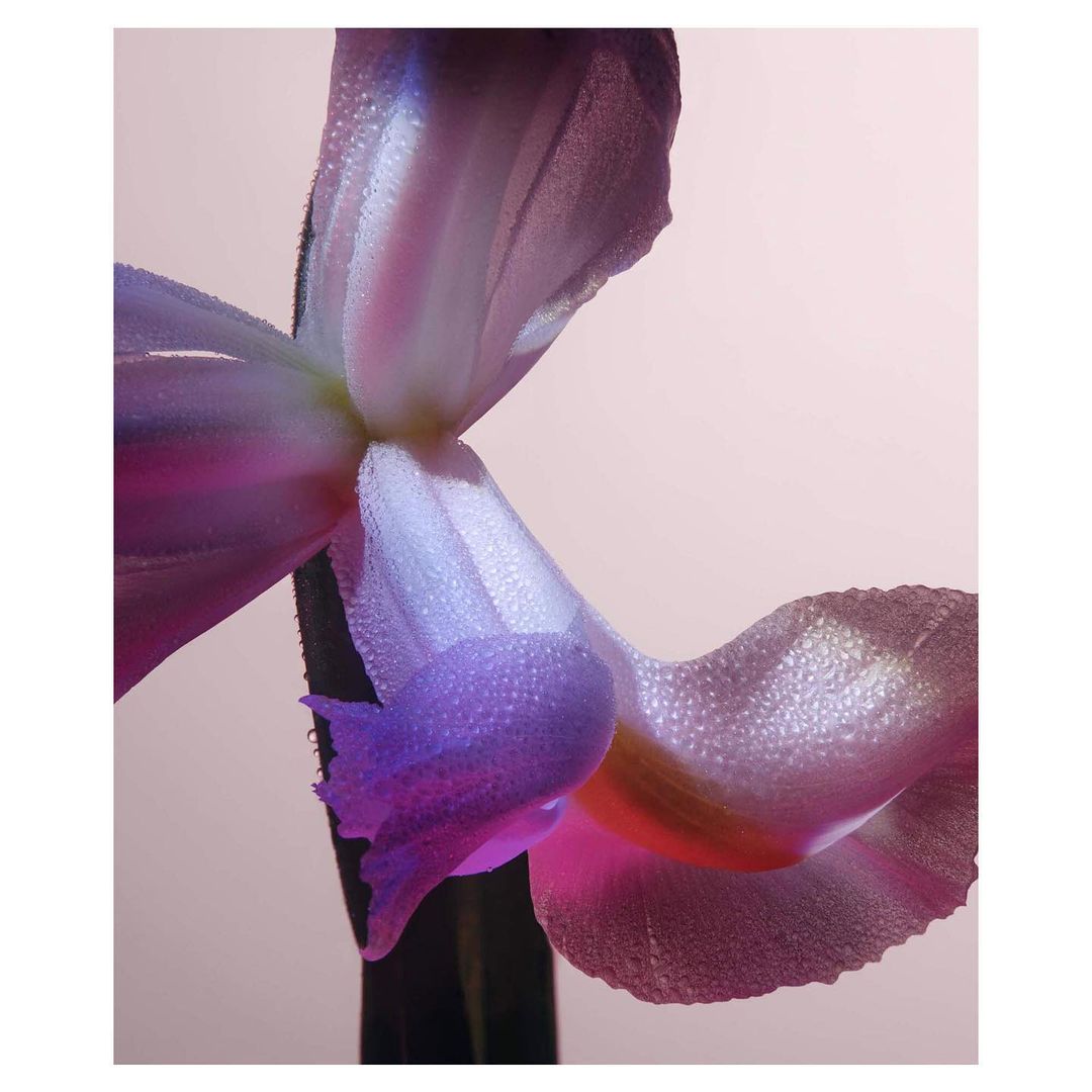Close-up of a vibrant purple orchid flower with delicate water droplets on its petals, set against a soft, light background.