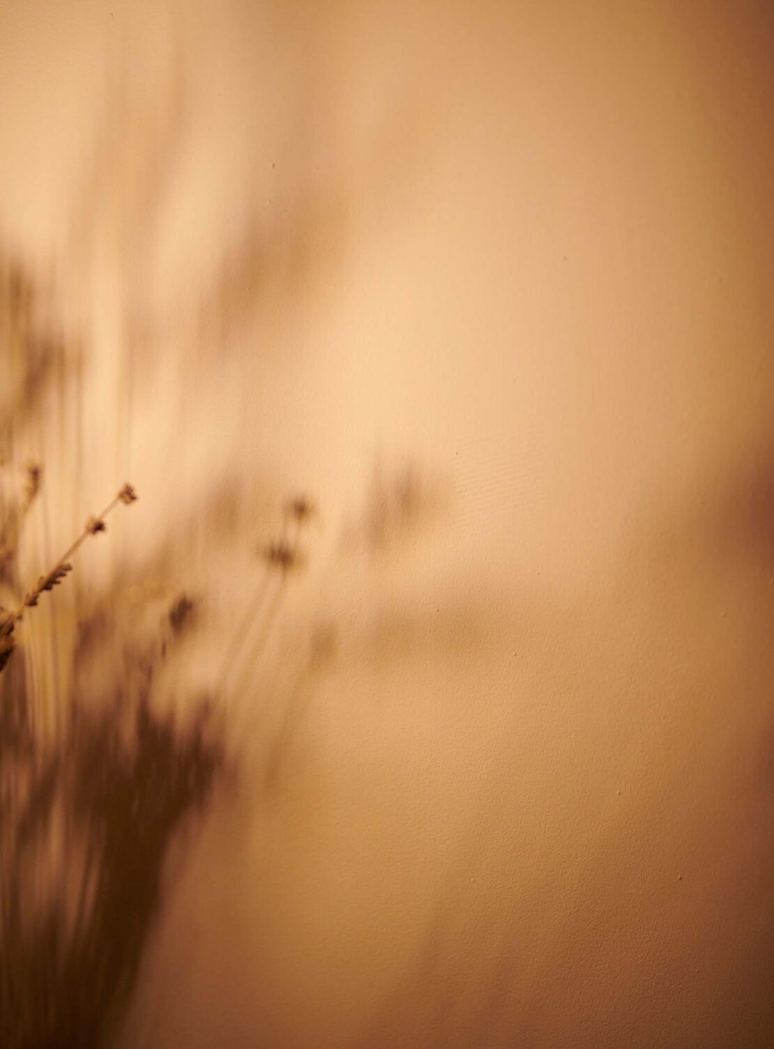 Aesthetic photo of plant stem shadows on a tan wall, creating an artistic and minimalist botanical scene with soft lighting.
