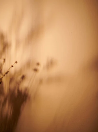 Aesthetic photo of plant stem shadows on a tan wall, creating an artistic and minimalist botanical scene with soft lighting.