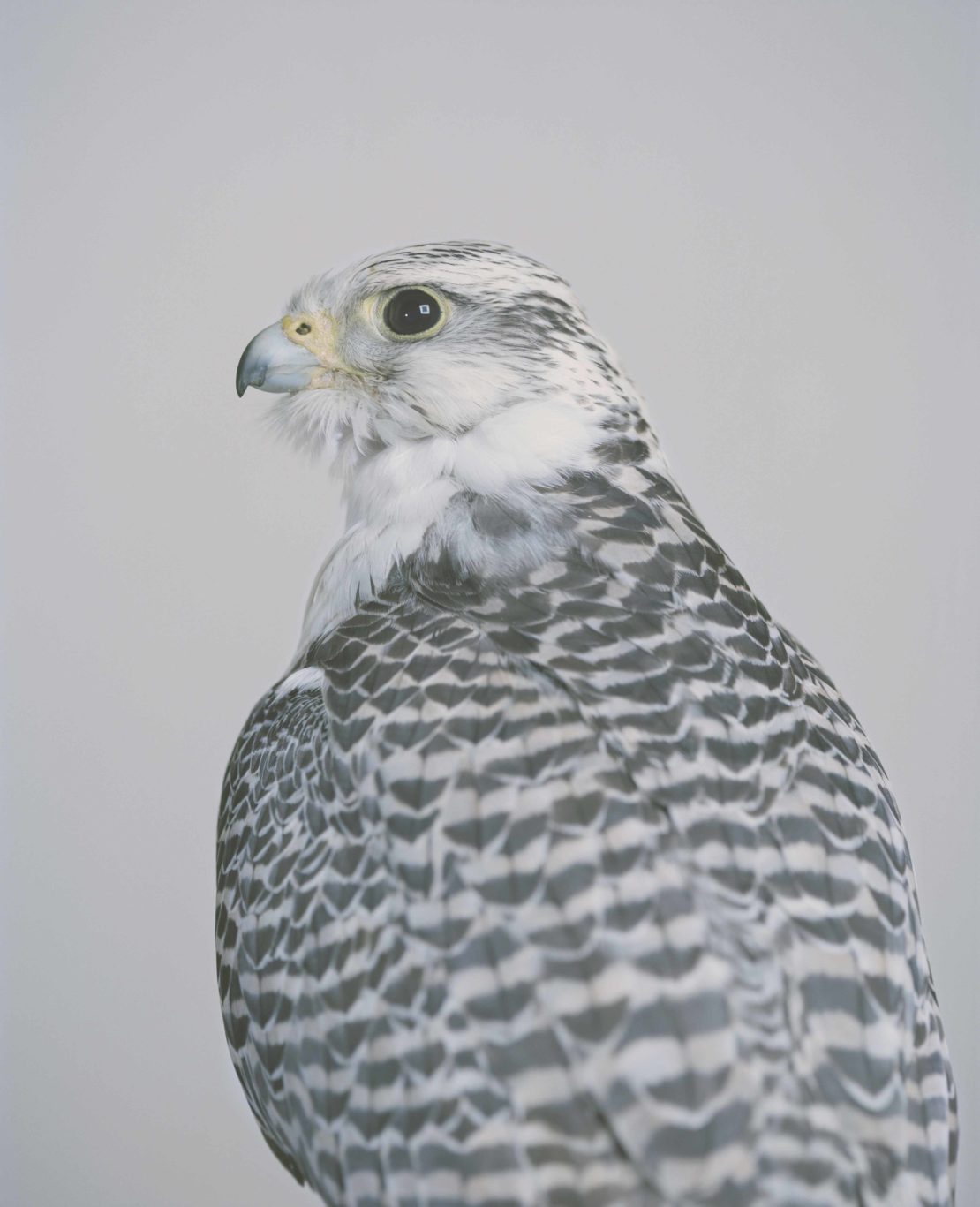 Close-up studio shot of a gray gyrfalcon, showcasing its detailed feathers and beak against a soft gray backdrop, capturing its intense gaze.