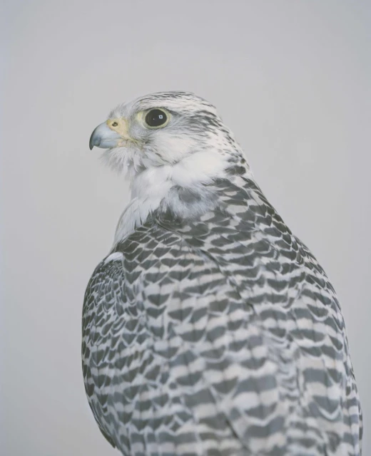 Close-up studio shot of a gray gyrfalcon, showcasing its detailed feathers and beak against a soft gray backdrop, capturing its intense gaze.