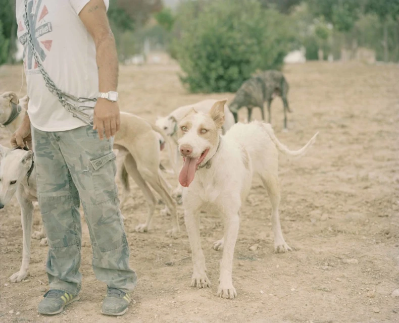 A person stands with a group of dogs in a dry, outdoor environment. The dogs are light-colored with slender builds, and one has its tongue out.