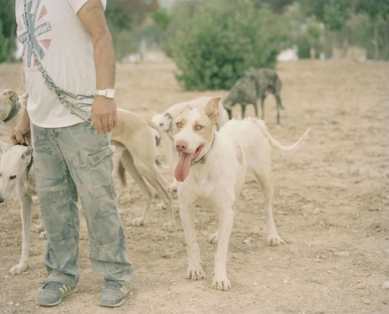 A person stands with a group of dogs in a dry, outdoor environment. The dogs are light-colored with slender builds, and one has its tongue out.