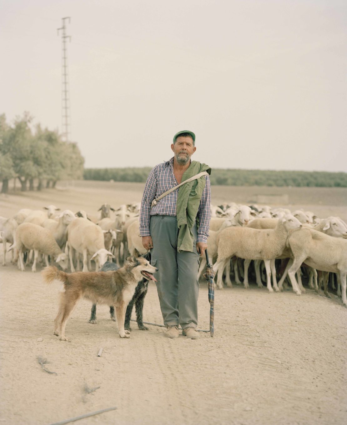 Shepherd with his dogs and flock of sheep standing on a dirt path in a rural setting, with fields and sky in the background.