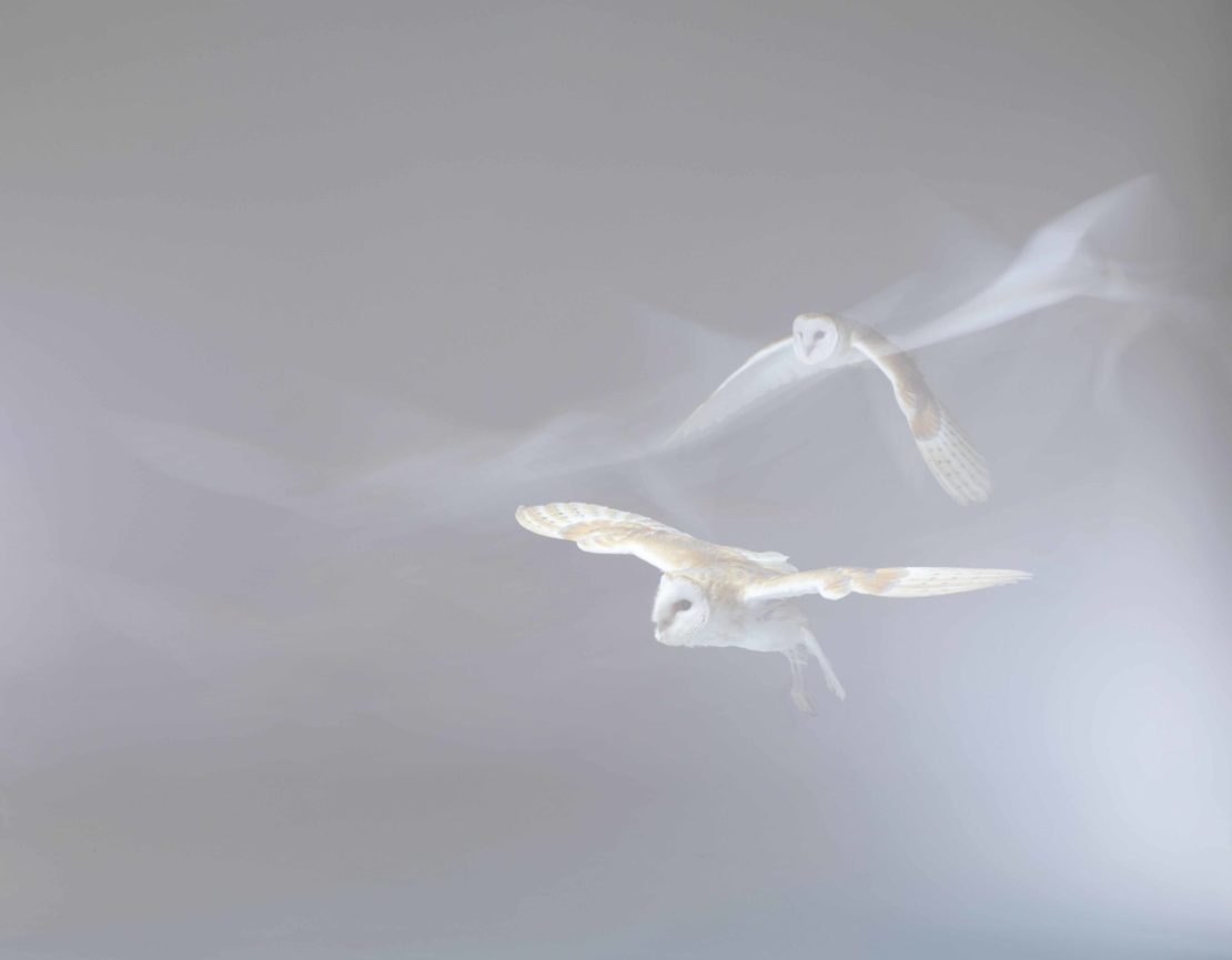 Two barn owls are in flight against a misty background. The wings are outstretched and the focus soft, creating a sense of motion.