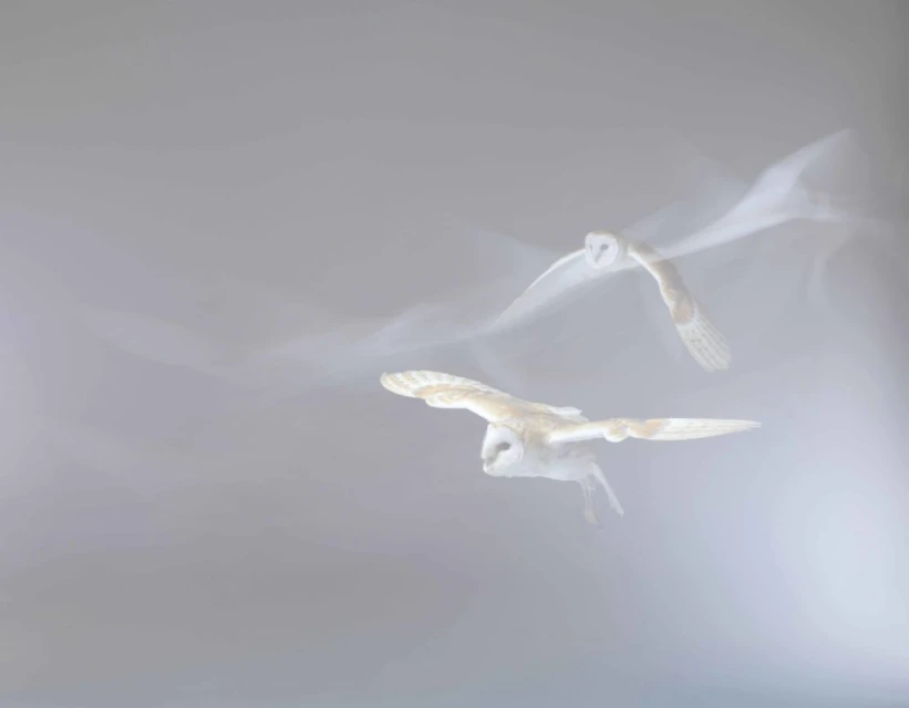 Two barn owls are in flight against a misty background. The wings are outstretched and the focus soft, creating a sense of motion.