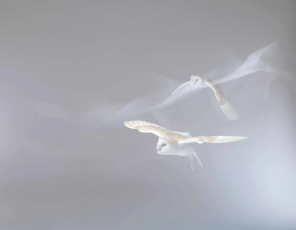 Two barn owls are in flight against a misty background. The wings are outstretched and the focus soft, creating a sense of motion.