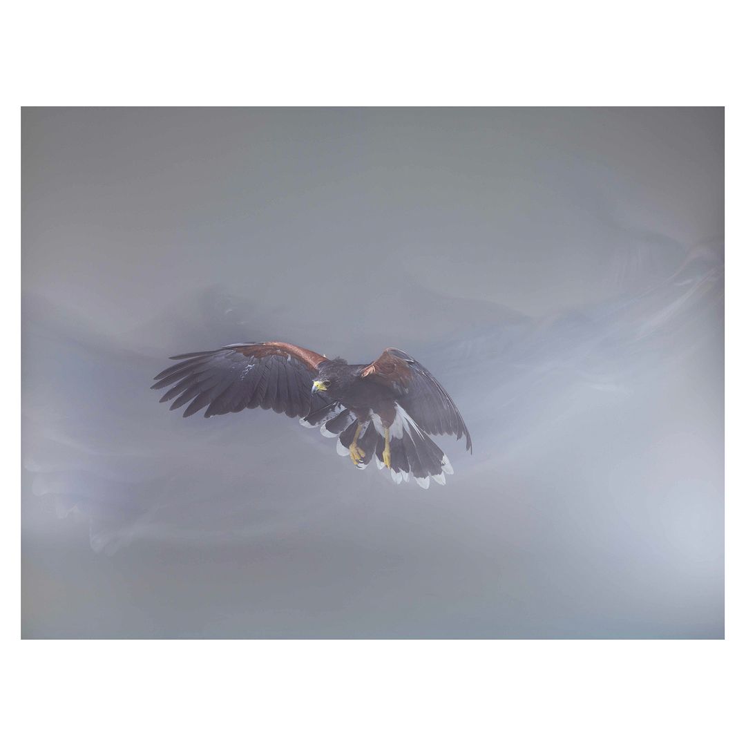 Majestic Harris's hawk soars against a soft, muted sky, its wings fully extended, showcasing its brown and rust plumage in flight.