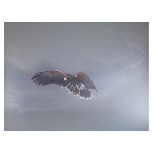 Majestic Harris's hawk soars against a soft, muted sky, its wings fully extended, showcasing its brown and rust plumage in flight.