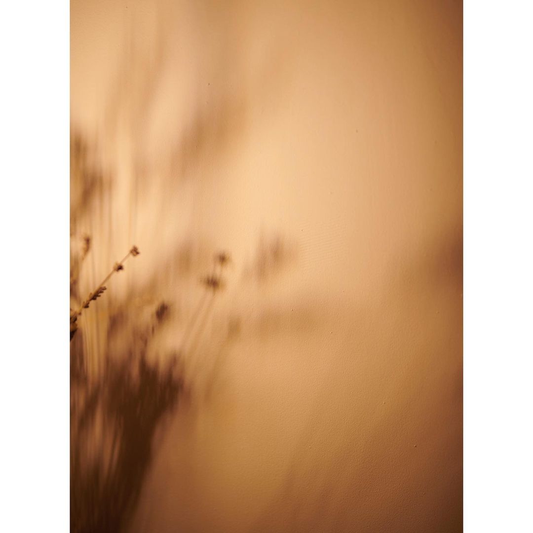 Soft photo of flower stems creating shadows against a peach-colored wall in a minimalist interior space with a shallow depth of field.