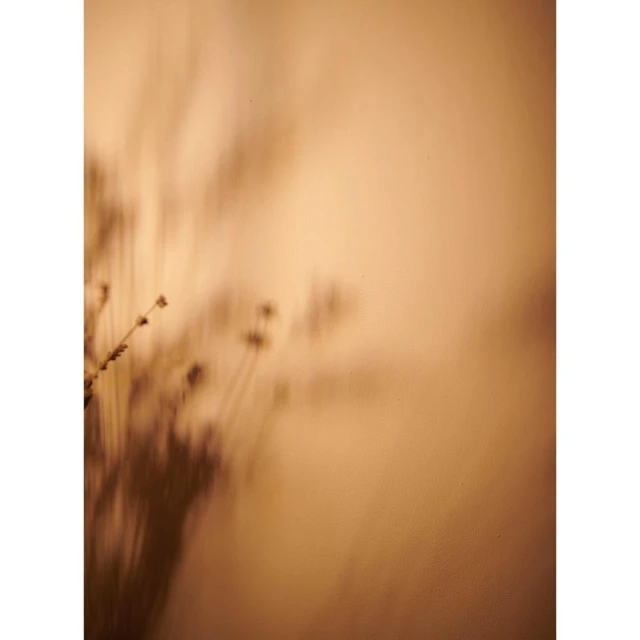 Soft photo of flower stems creating shadows against a peach-colored wall in a minimalist interior space with a shallow depth of field.