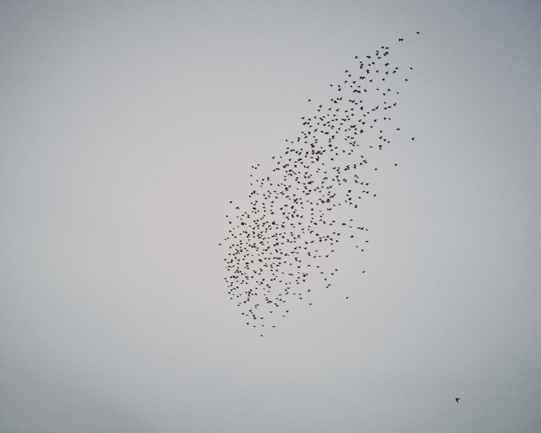 A flock of birds in flight formations creates a unique and dynamic aerial display against a neutral sky, creating a sense of movement.