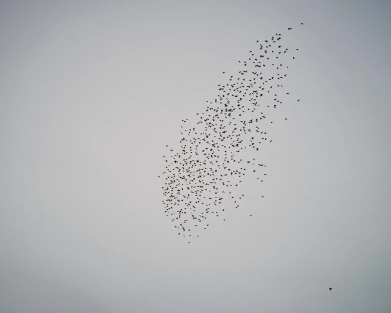 A flock of birds in flight formations creates a unique and dynamic aerial display against a neutral sky, creating a sense of movement.