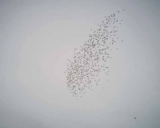 A flock of birds in flight formations creates a unique and dynamic aerial display against a neutral sky, creating a sense of movement.