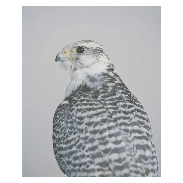 Detailed close-up of a gyrfalcon, showcasing its distinct grey and white speckled plumage, intense gaze, and sharp beak, captured indoors.