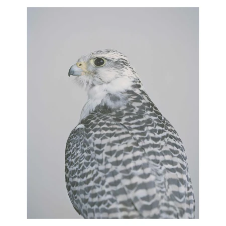 Detailed close-up of a gyrfalcon, showcasing its distinct grey and white speckled plumage, intense gaze, and sharp beak, captured indoors.