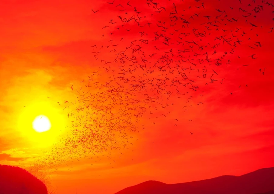 Large flock of birds flying across a sunset sky with sun and dark silhouetted landscape, orange and red color palette.