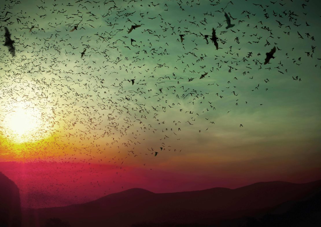 A vast swarm of bats flies against a vibrant sky with warm hues of sunset and silhouette mountains in the background.