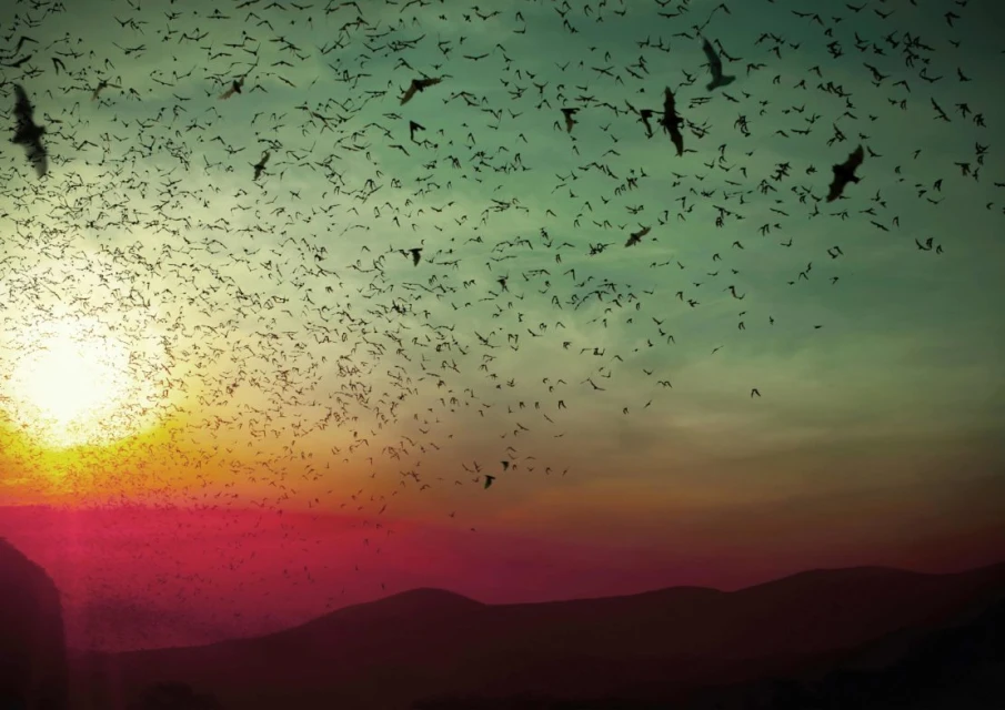 A vast swarm of bats flies against a vibrant sky with warm hues of sunset and silhouette mountains in the background.