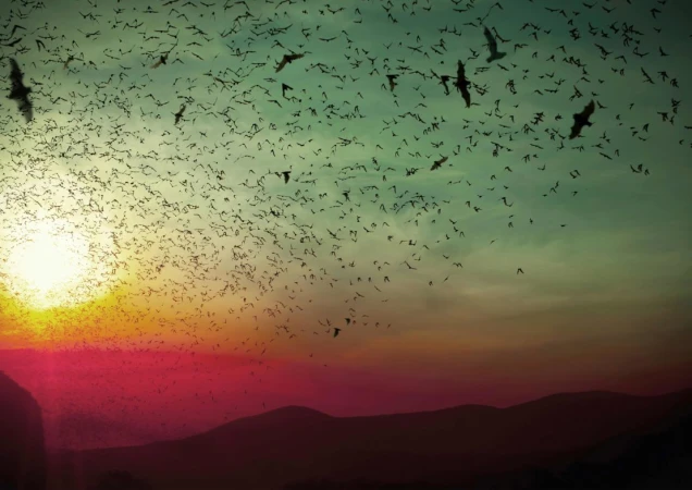 A vast swarm of bats flies against a vibrant sky with warm hues of sunset and silhouette mountains in the background.