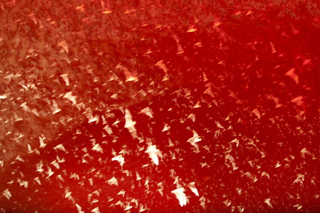 A swarm of bats in flight creates a dynamic pattern against a blurred reddish-brown background, suggesting movement and nature.