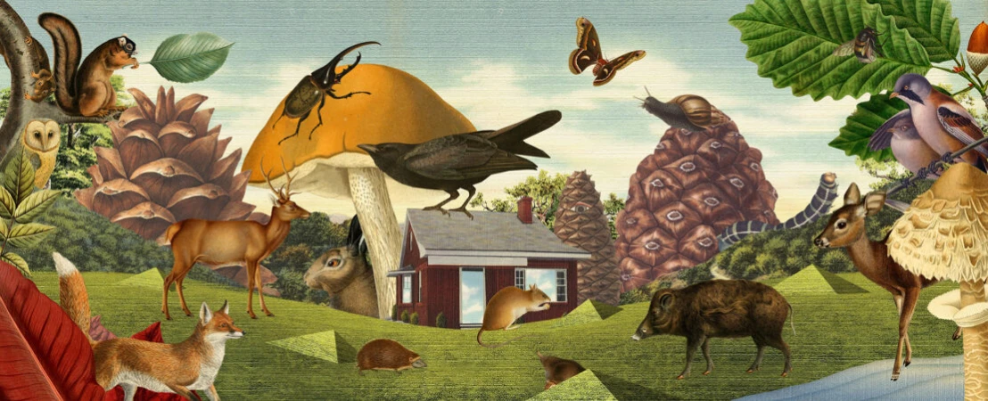 Collage illustration features diverse wildlife, including birds, deer, and insects, set against a backdrop of trees, a house, and a blue sky.