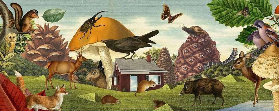 Whimsical illustration of various animals and insects amongst oversized natural elements like mushrooms and pinecones in a forest scene.