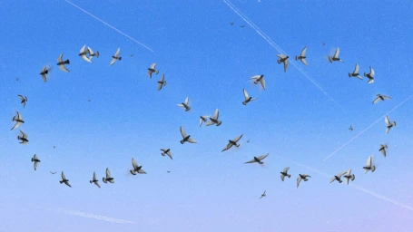 Flock of birds flying in formation shaped like an infinity symbol against a clear blue sky with contrails